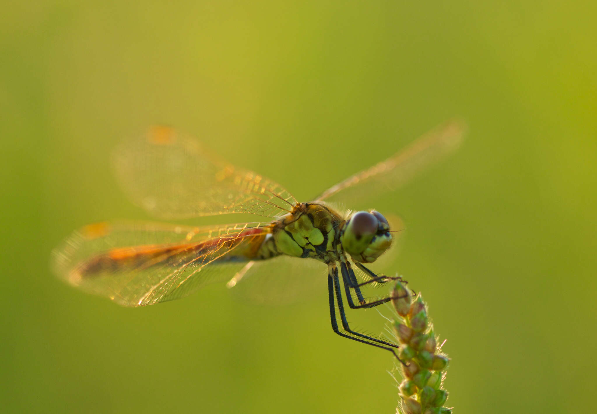 Image of spotted darter