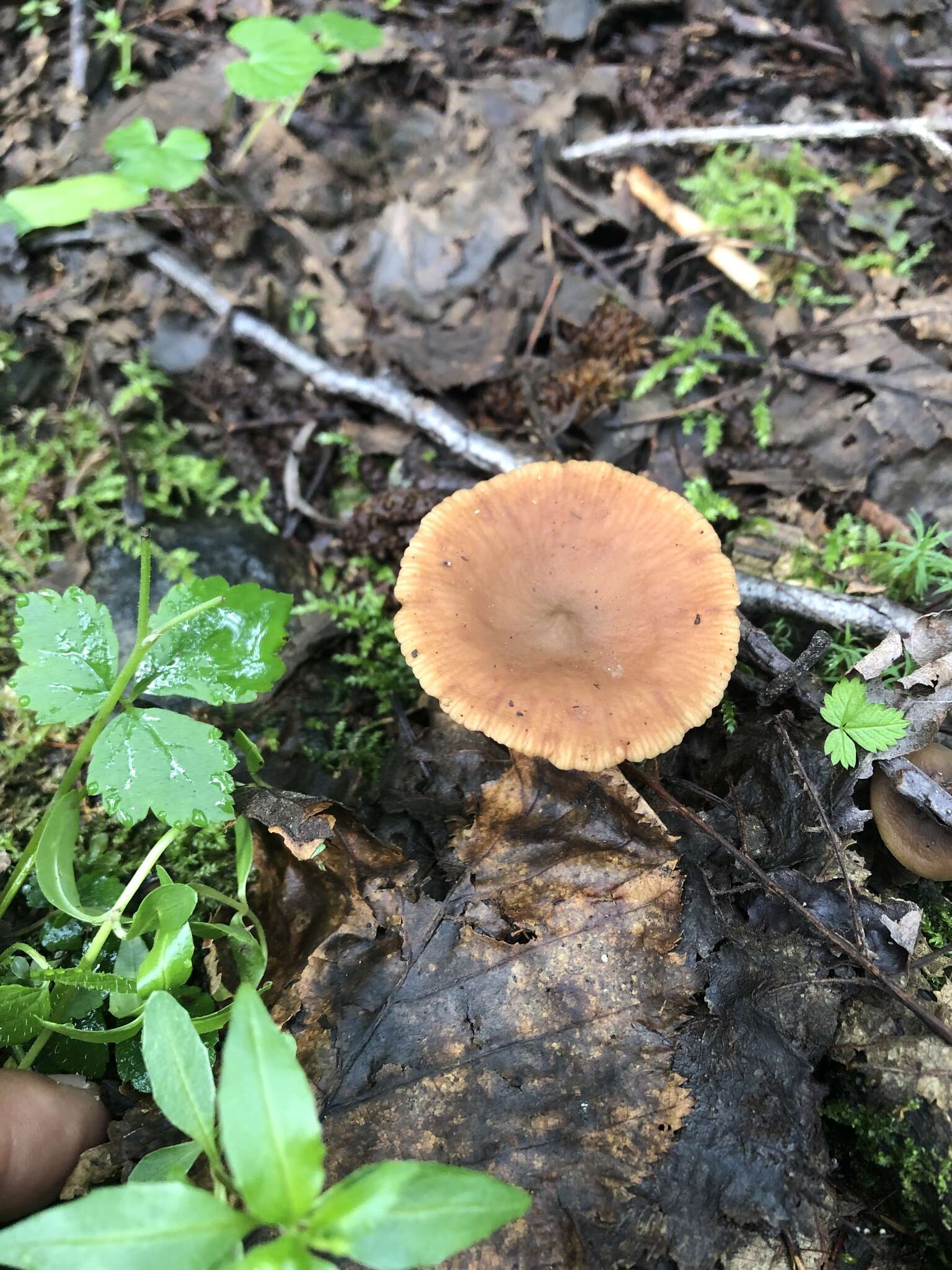 Imagem de Lactarius occidentalis A. H. Sm. 1960