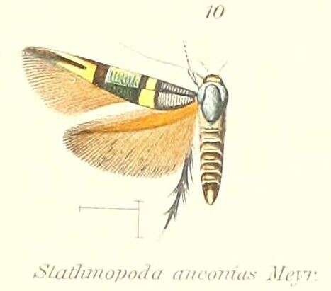 Слика од Stathmopoda aconias