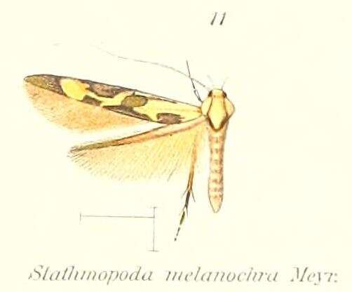 Image of Stathmopoda melanochra Meyrick 1897