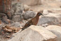 Imagem de Zenaida galapagoensis galapagoensis Gould 1841