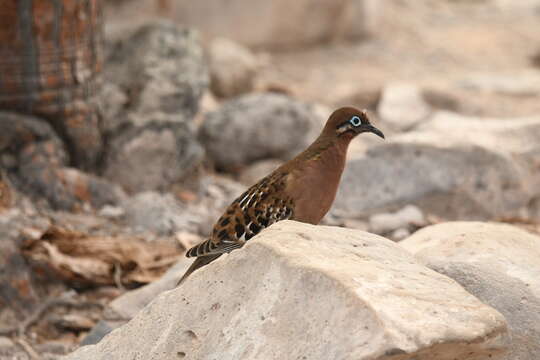 Image of Zenaida galapagoensis galapagoensis Gould 1841