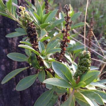 Image of tropical pokeweed