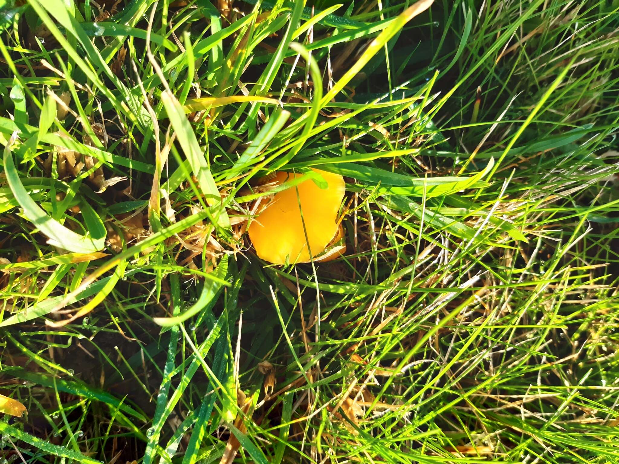 Image of Hygrocybe quieta (Kühner) Singer 1951