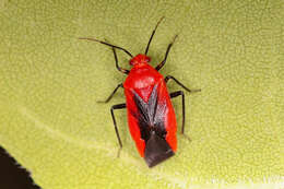 Tropidosteptes cardinalis Uhler 1878的圖片