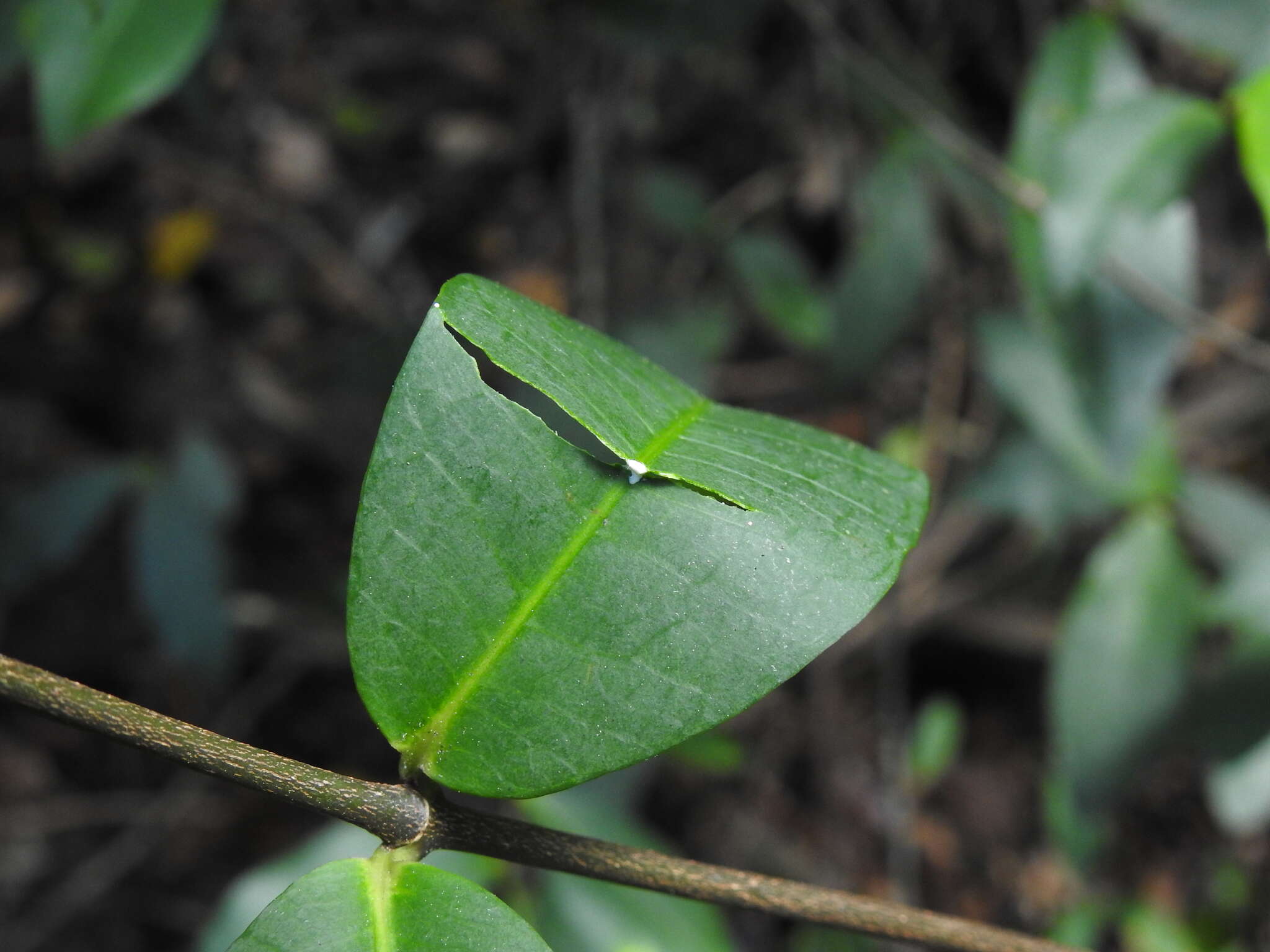 Sivun Melodinus australis (F. Müll.) Pierre kuva