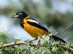 Icterus icterus (Linnaeus 1766) resmi