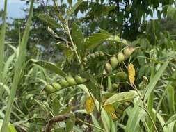 Image of pigeonpea