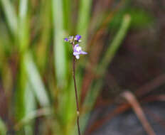 Image de Utricularia biloba R. Br.