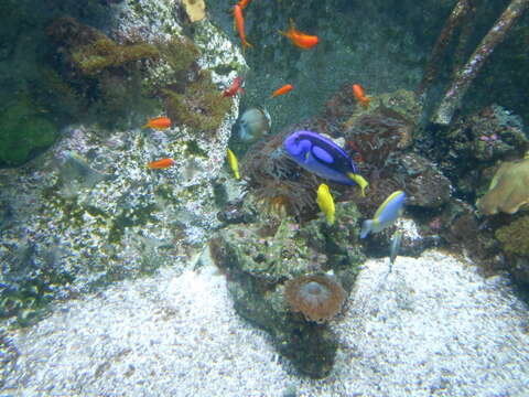 Image of Blue Surgeonfish