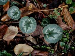 Image of Cyclamen coum Miller