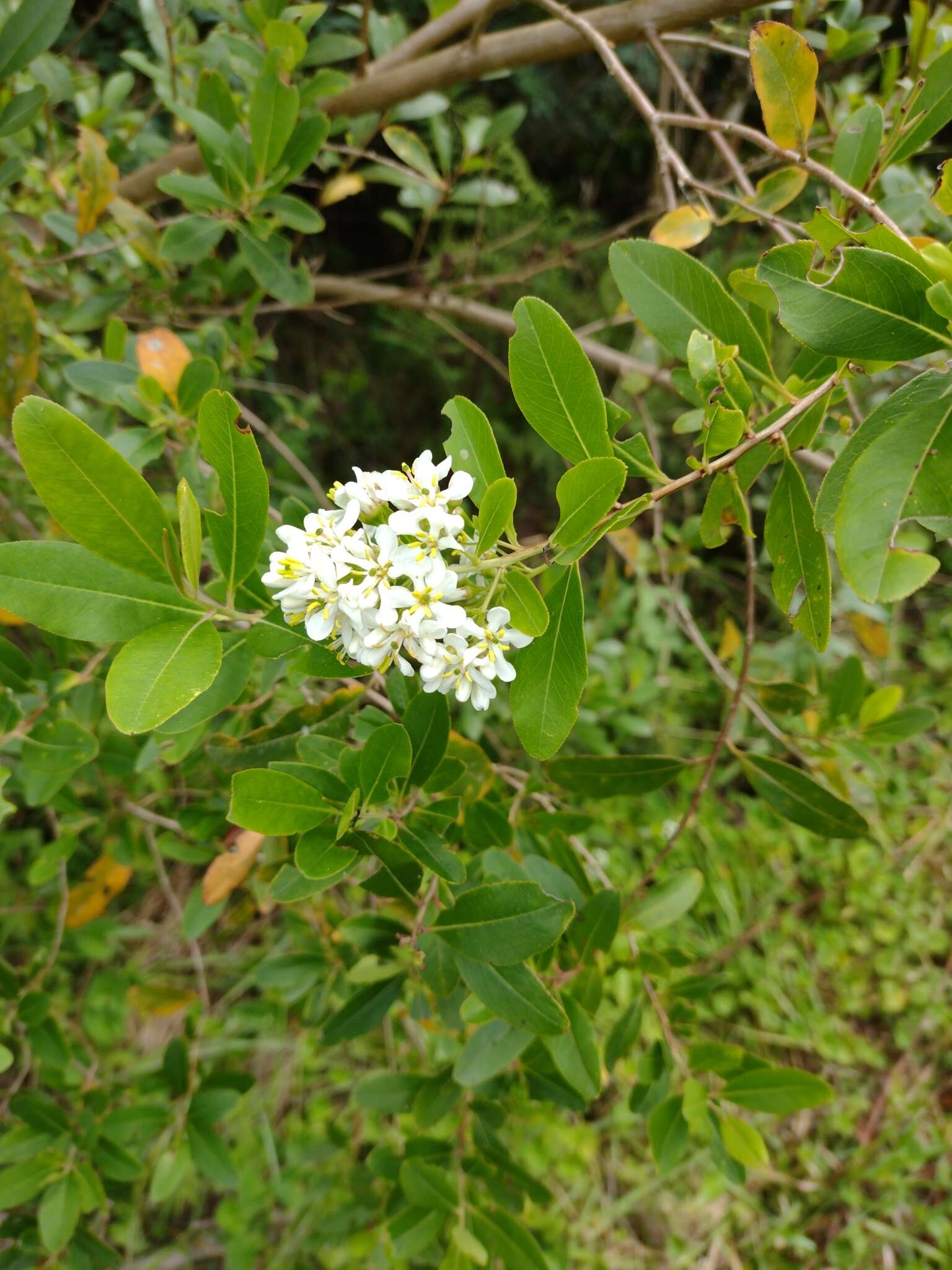 Escallonia bifida Link & Otto ex Engl. resmi