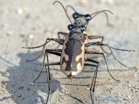 Image of Eunota praetextata praetextata (Le Conte 1854)