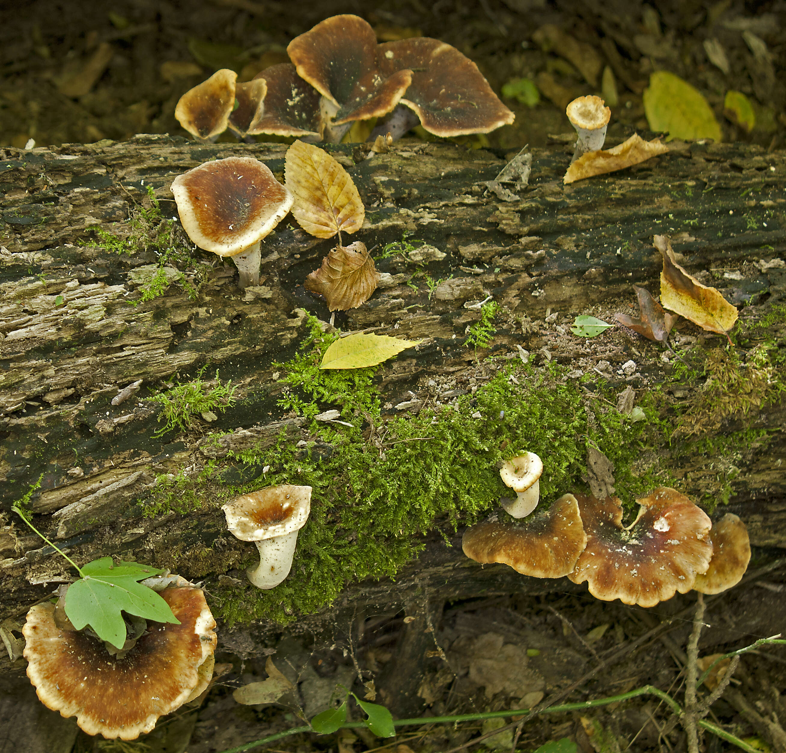 Image of Polyporus tuberaster (Jacq. ex Pers.) Fr. 1821