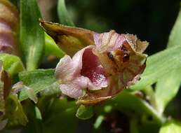 Image of Broad-leaved Helleborine