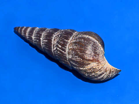 Image of Jagora asperata (Lamarck 1822)