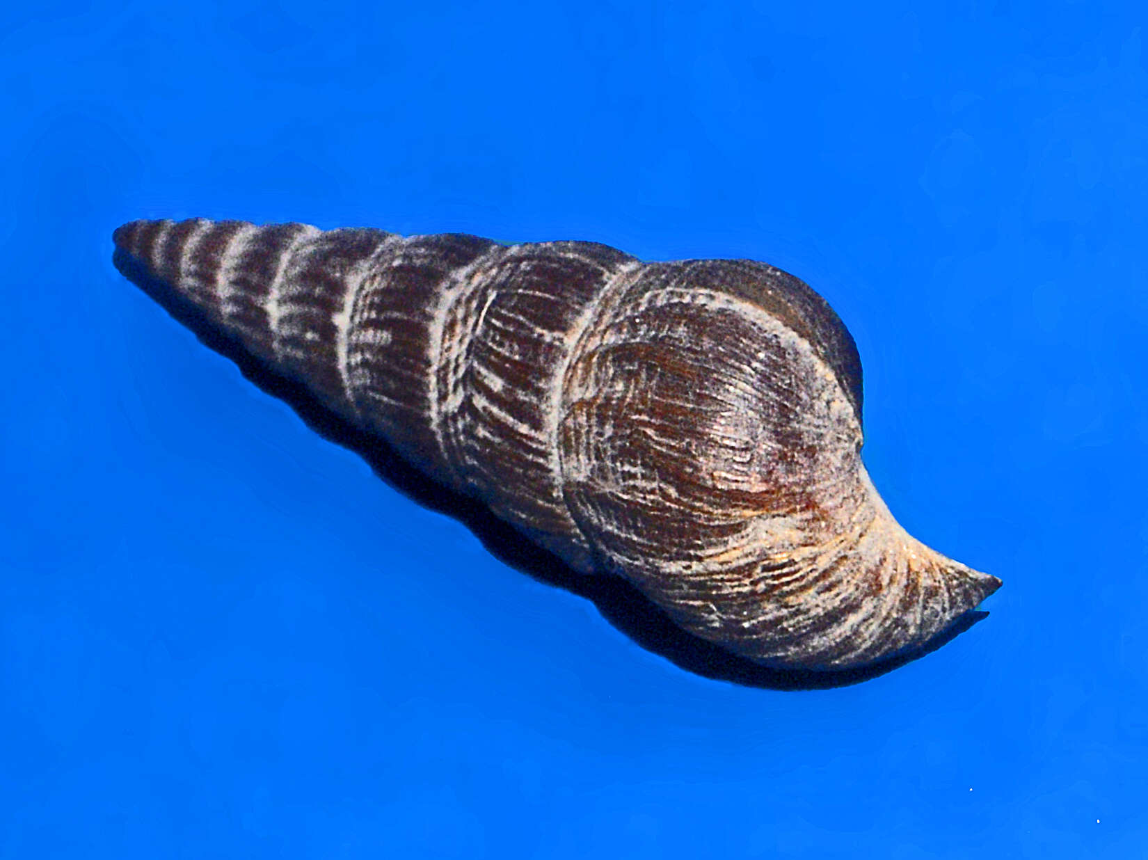 Plancia ëd Jagora asperata (Lamarck 1822)