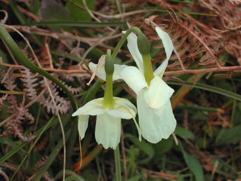 Image of Narcissus cernuus