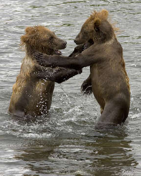 Image of Brown Bear