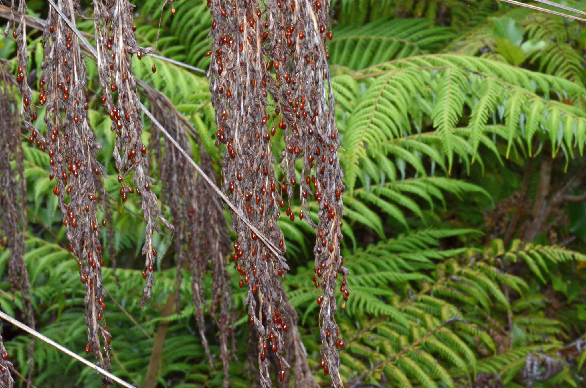 Imagem de Gahnia setifolia (A. Rich.) Hook. fil.