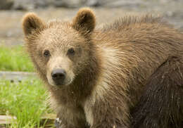 Image of Brown Bear