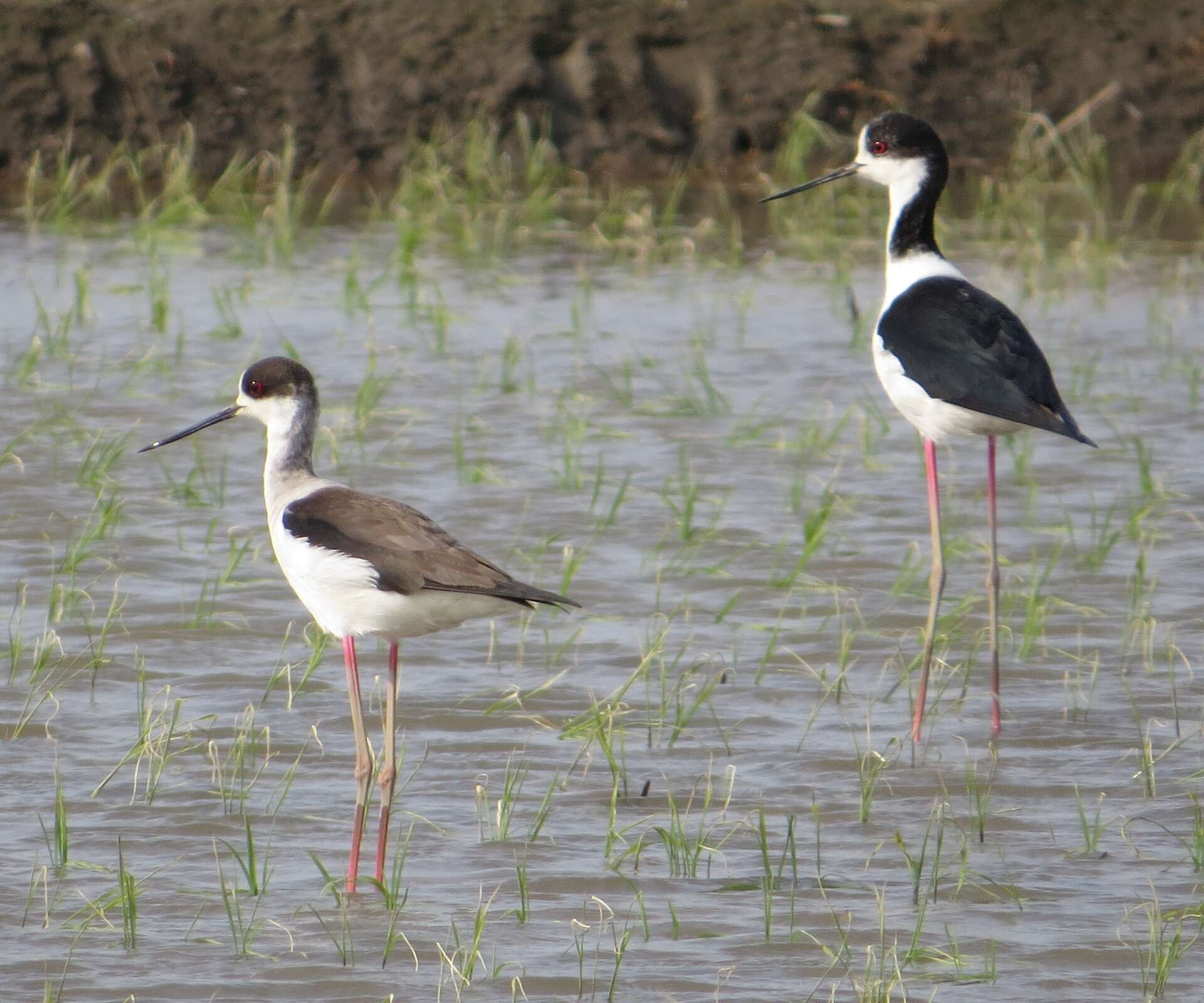 Image of Black-winged Stilt