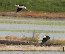 Image of Black-winged Stilt