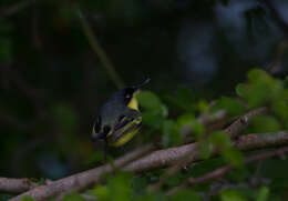 Image of Common Tody-Flycatcher