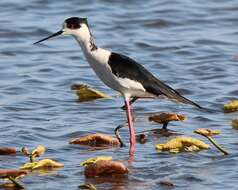 Image of Black-winged Stilt