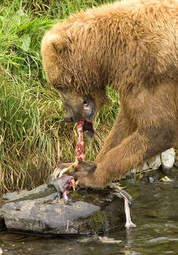 Image of Brown Bear