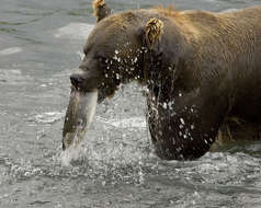 Image of Brown Bear