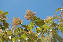 Image of Buddleja skutchii Morton