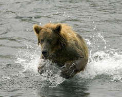 Image of Brown Bear