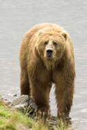 Image of Brown Bear