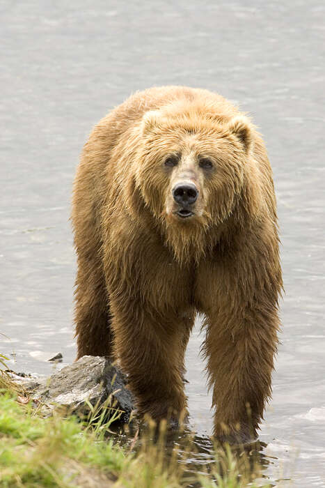 Image of Brown Bear