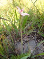 Image of Pink fairy orchid