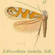 Image of Phyllonorycter lautella (Zeller 1846)