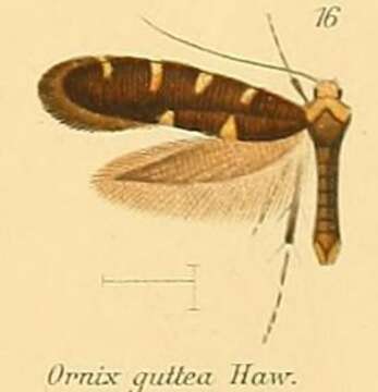 Image of Callisto denticulella (Thunberg 1794)