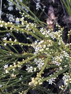 Image of Choretrum pauciflorum A. DC.