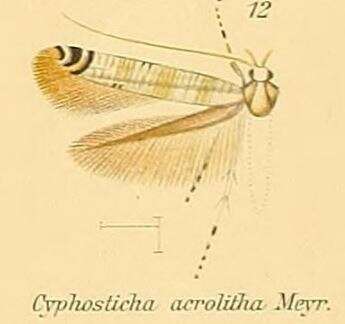 Image of Cyphosticha