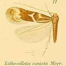 Phyllonorycter conista (Meyrick 1911)的圖片