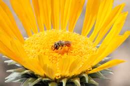 Image of Andrena balsamorhizae La Berge 1967