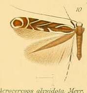 Image of Acrocercops alysidota (Meyrick 1880)