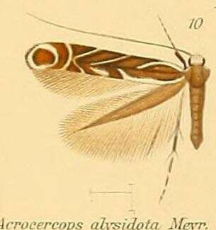 Image of Acrocercops alysidota (Meyrick 1880)