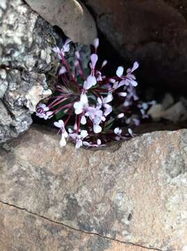 Image of Fedia graciliflora Fischer & Meyer