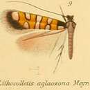 Image of Porphyrosela aglaozona (Meyrick 1883)