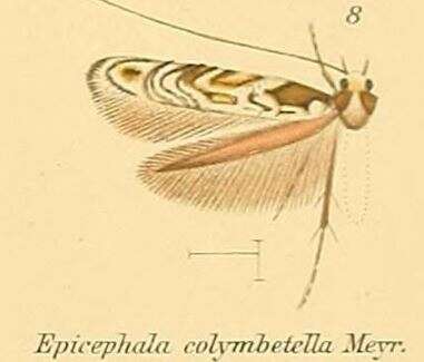 Image of Epicephala