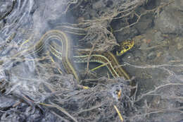 Image of Thamnophis eques scotti Conant 2003