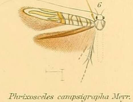 Image of Phrixosceles