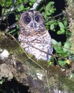 Image of Rufous-banded Owl